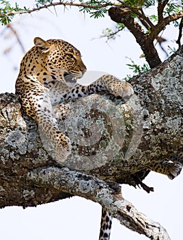 Leopard on the tree. National Park. Kenya. Tanzania. Maasai Mara. Serengeti.