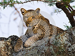 Leopard on the tree. National Park. Kenya. Tanzania. Maasai Mara. Serengeti.