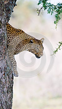 Leopard on the tree. National Park. Kenya. Tanzania. Maasai Mara. Serengeti.