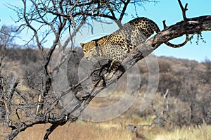 Leopard in tree near windhoek Namibia