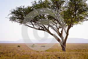 Leopard in a tree