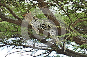 Leopard in a tree in Serengeti National Park