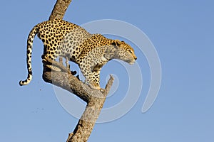 Leopard in tree, South Africa photo