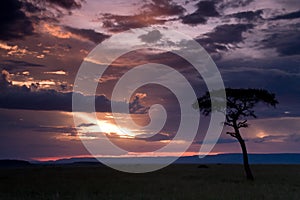 Leopard in a tree at sunset