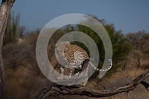 Leopard in a tree waiting for prey Africa