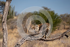leopard in a tree waiting for prey Africa