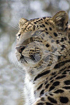 Leopard in the trees