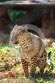 Leopard in in Trivandrum, Thiruvananthapuram Zoo Kerala India