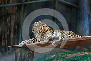 Leopard in in Trivandrum, Thiruvananthapuram Zoo Kerala India photo