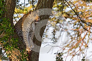 Leopard Up Tree