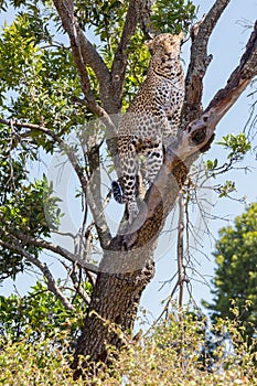 Leopard Up Tree