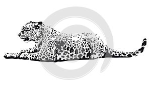 Leopard Vector Art