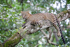 Leopard waiting for prey