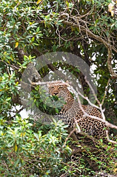 Leopard waiting prey. Ambush. On branch.