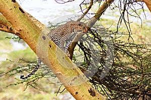 Leopard waiting prey. Ambush. On tree.