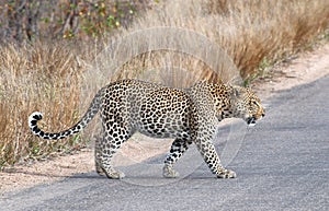 Leopard walking photo