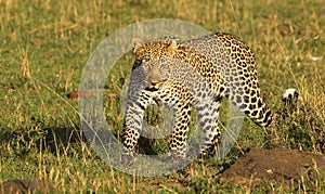 leopard walking across the plains