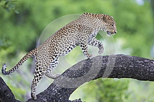 Leopard walking along branch