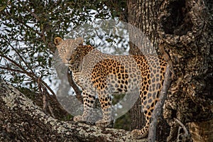 A Leopard walking on a branch in a tree.