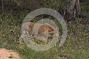 Leopard walking in the brush