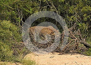 Leopard walking in the brush