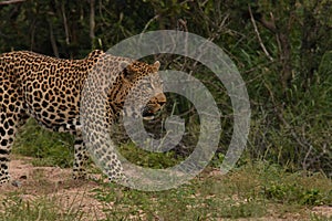 Leopard walking in the brush