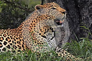 Leopard walking in the brush