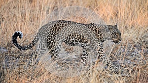 Leopard walking in the bush