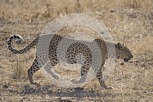 A leopard walking in the bush in the Chobe national park.