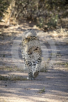 Leopard walking with conviction  in the wild. Close up.