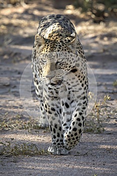 Leopard walking with conviction  in the wild. Close up. Beautiful cat.