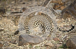 Leopard walking on a dry forest floor