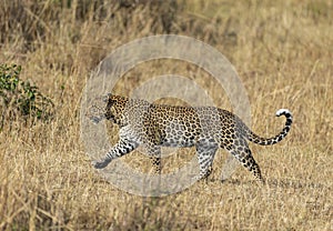 Leopard walking in a dry grass seen at Masai Mara, Kenya