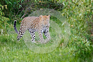 Leopard Walking In Forest