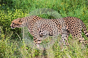 A leopard walking in the forest