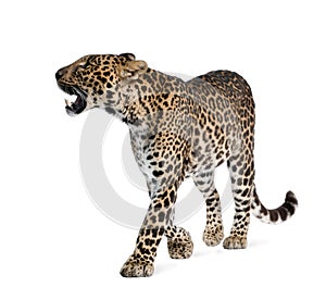 Leopard walking in front of a white background