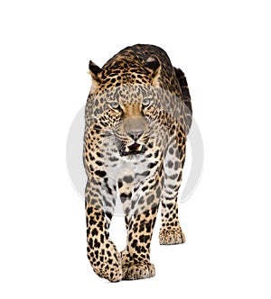 Leopard walking in front of a white background