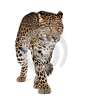 Leopard walking in front of a white background