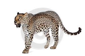 Leopard walking in front of a white background