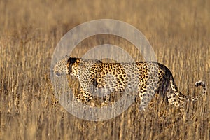 Leopard walking in grass