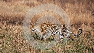 Leopard walking in the grass, Kenya