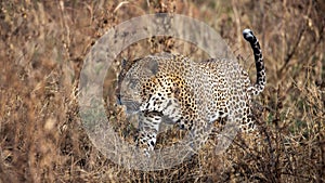 Leopard walking in the grass, Kenya