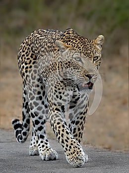 Leopard walking on a grassy surface with its mouth open in a vocalization expression.