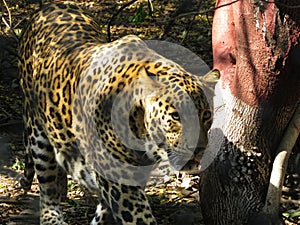 Leopard walking in jungle with pride.