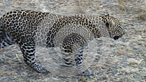 Leopard walking in Kenya