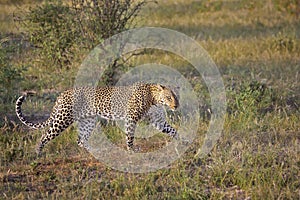 Leopard walking in Kenya, Africa