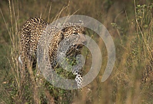 A leopard walking in the mid of grasses of Masai Mara