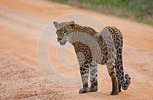 Leopard walking on the road. Sri Lanka.