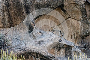 Leopard walking on a  Rocky Hill at Bera,Rajasthan,India