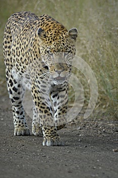 Leopard walking on sand road looking fiercely towards viewer